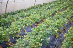 草莓对土壤的需求该用什么才测定？