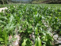 玉米种植过程中土壤水分有什么影响？
