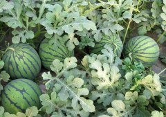 快速土壤水分仪可提高西瓜的生长率