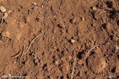 使用土壤养分速测仪检测时该如何采集土壤样本