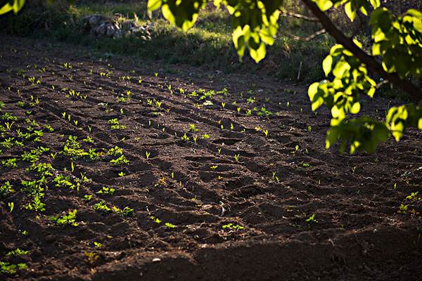 土壤肥料养分速测仪