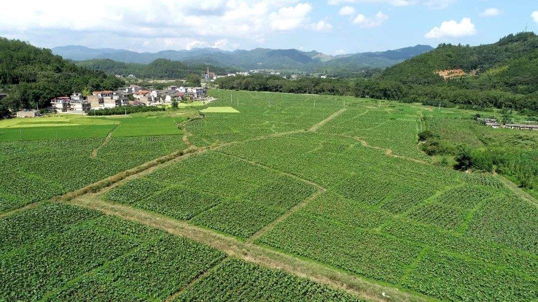 高智能土壤养分测定仪