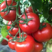 土壤养分速测仪检测红果番茄种子土壤环境